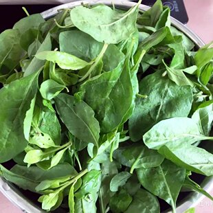 新鲜枸杞叶枸杞菜煮汤枸杞嫩叶蔬菜枸杞叶枝带叶现摘纯叶广东发货