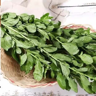 枸杞叶新鲜蔬菜四季应季蔬菜枸杞嫩叶带枝枸杞菜现摘现发广东菜枸