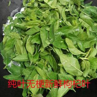 新鲜采摘野生四季葳蕤枸杞嫩叶猪肝汤明目清枸杞嫩叶枝带叶枸杞菜