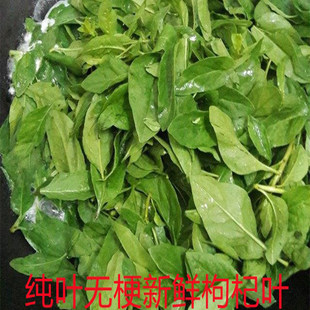 现摘新鲜枸杞叶枸杞菜煮汤枸杞嫩叶蔬菜枝带叶纯叶农家肥种植汤菜