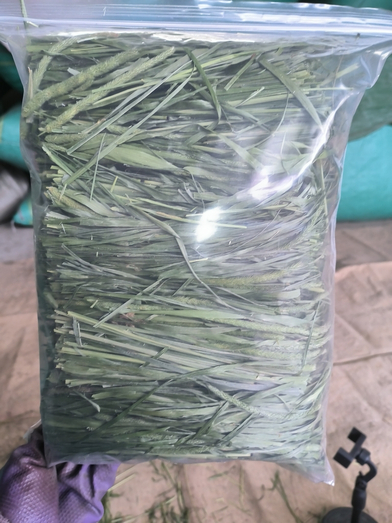 2025年新烘干提摩西草带穗北提兔子龙猫荷兰猪牧草磨牙草 3斤包邮