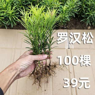 罗汉松小苗大批量有货树苗庭院绿化赔产用绿植盆栽办公中叶品种