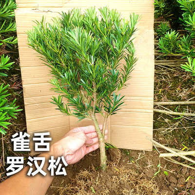 小叶雀舌罗汉松盆景素材树桩绿植