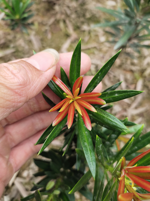 烈焰红罗汉松 红芽 新长出来嫩芽鲜红漂亮 树苗盆景造型松树绿植