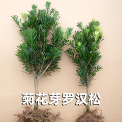 罗汉松盆栽品种菊花芽球形矮桩小叶树桩绿植树苗绿化阳台庭院盆景