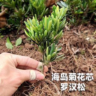 海岛菊花芯罗汉松 菊花芯 罗汉松树苗造型盆景素材会结果的罗汉松