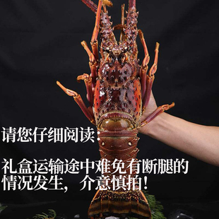 古巴龙虾礼盒 年货礼盒 鲜活冷冻古巴大龙虾 保肥保鲜 供应链直采