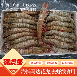 野生海捕花虎虾 鲜活捕捞船冻无冰海虾净重2KG营养鲜冻竹节虾2030