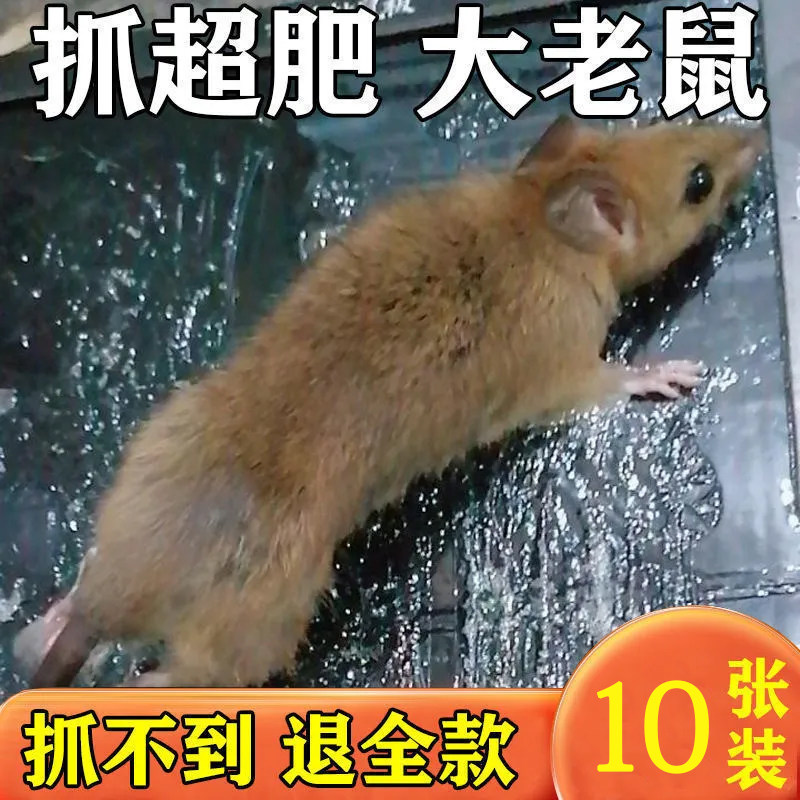 达豪生力型粘老鼠板贴胶抓捕鼠贴家用强力耗子笼夹捕鼠神器