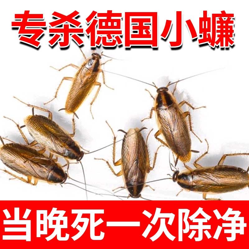 蟑螂药膏诱饵剂一次全窝绝杀全窝端正品宿舍用强效达豪德国小蠊xf