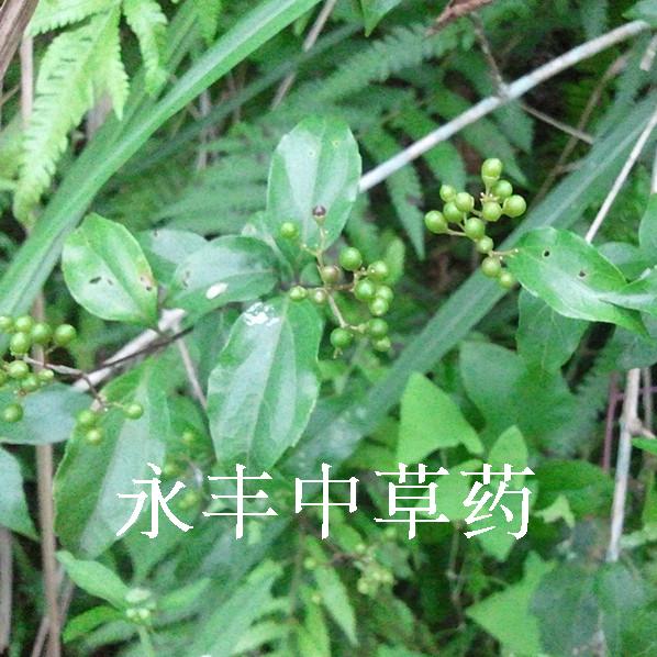 野生草药腐婢草根豆腐柴根观音