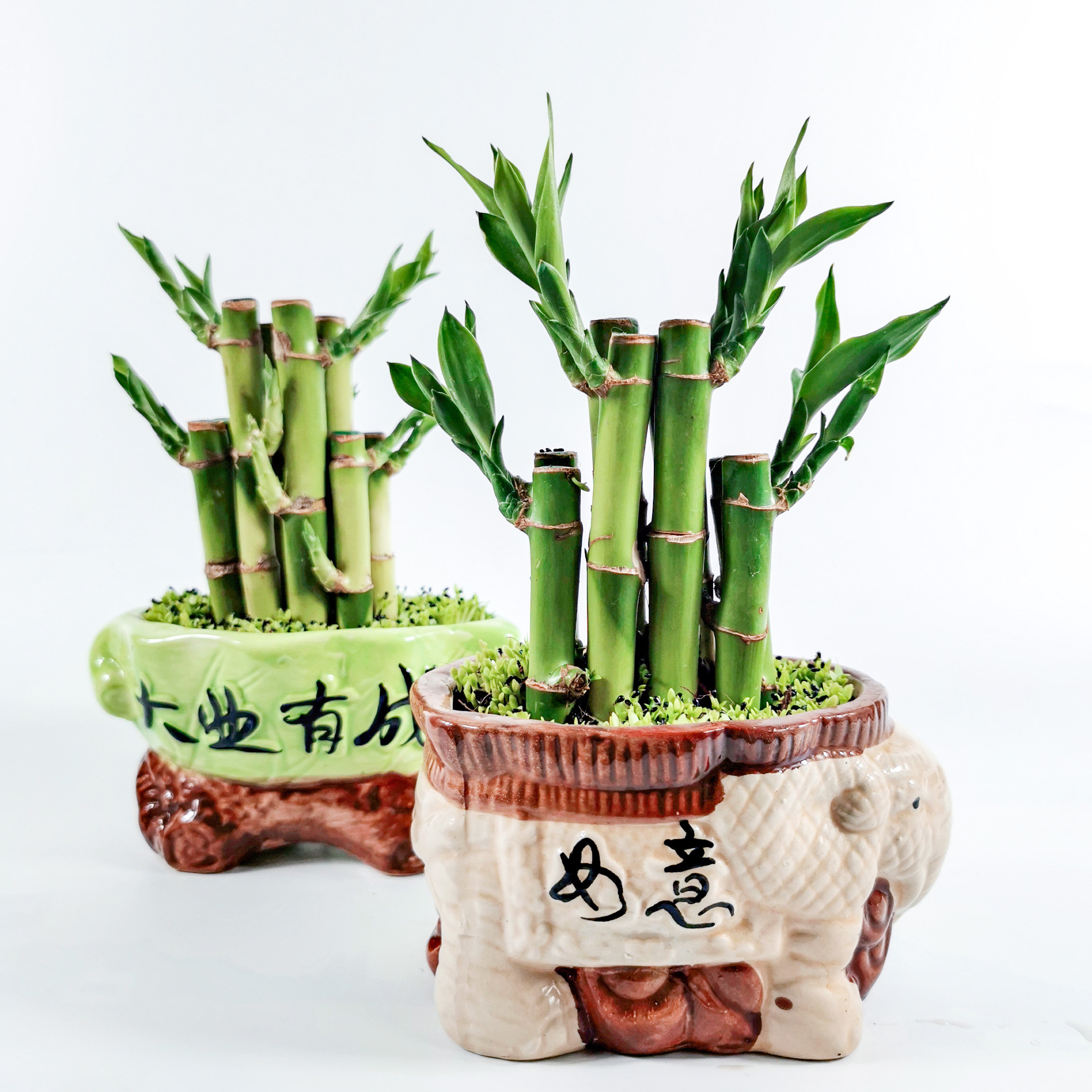 富贵竹盆栽节节高小森林办公室内桌面好养净化空气财竹绿植招财