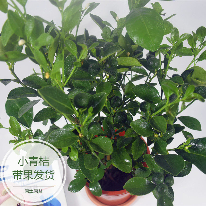 小青桔盆栽观果植物庭院客厅净化空气好养易活老桩树苗优质带果发