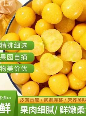 云南保山腾冲姑娘果灯笼果黄姑娘