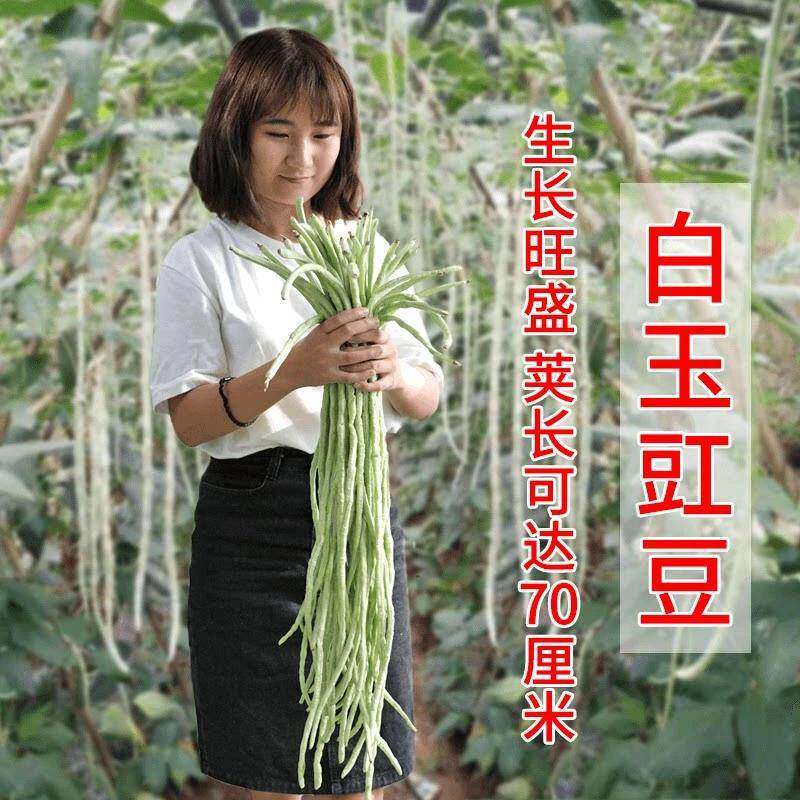 白豇豆苗老品种豇豆秧苗高产豇豆角种子大全长缸豆苗架豆四季豆种