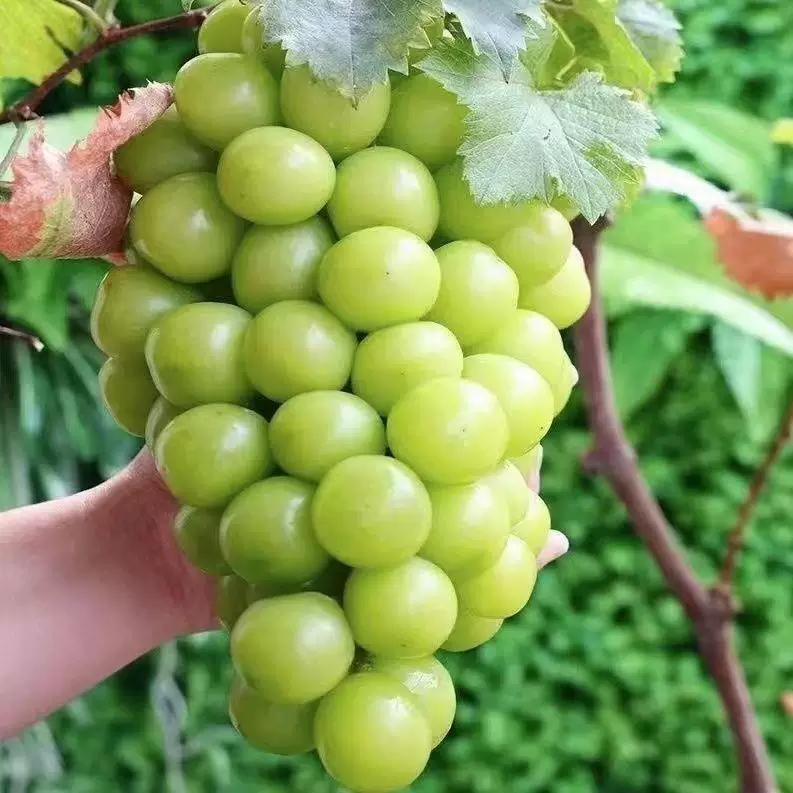 阳光玫瑰葡萄树苗南方北方种植爬藤无籽巨峰葡萄树苗当年结果