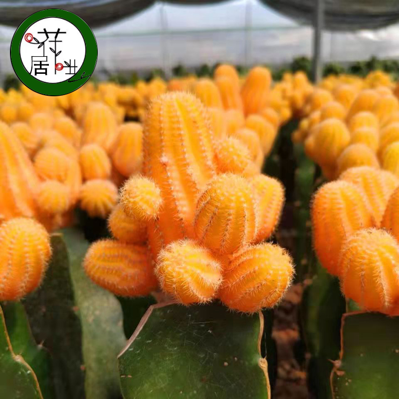 稀有办公桌仙人球防辐射