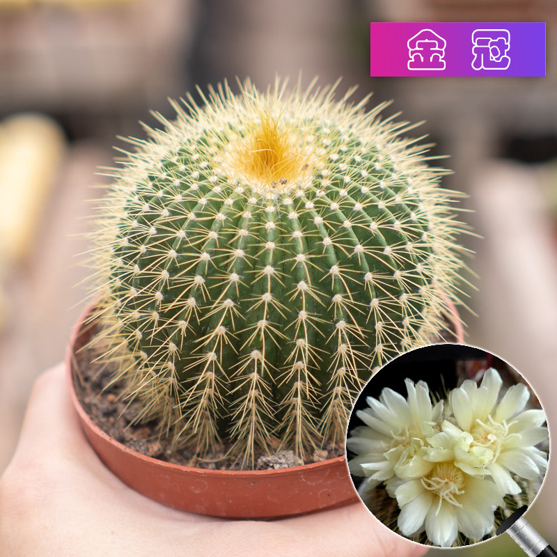 新款大金冠开花仙人球黄金刺办公室内阳台防辐射多肉植物基地直销