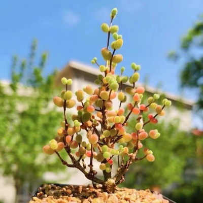 冰晶枝干番杏米粒糖球红叶多肉植物老桩多头群生含盆包邮 亮晶晶