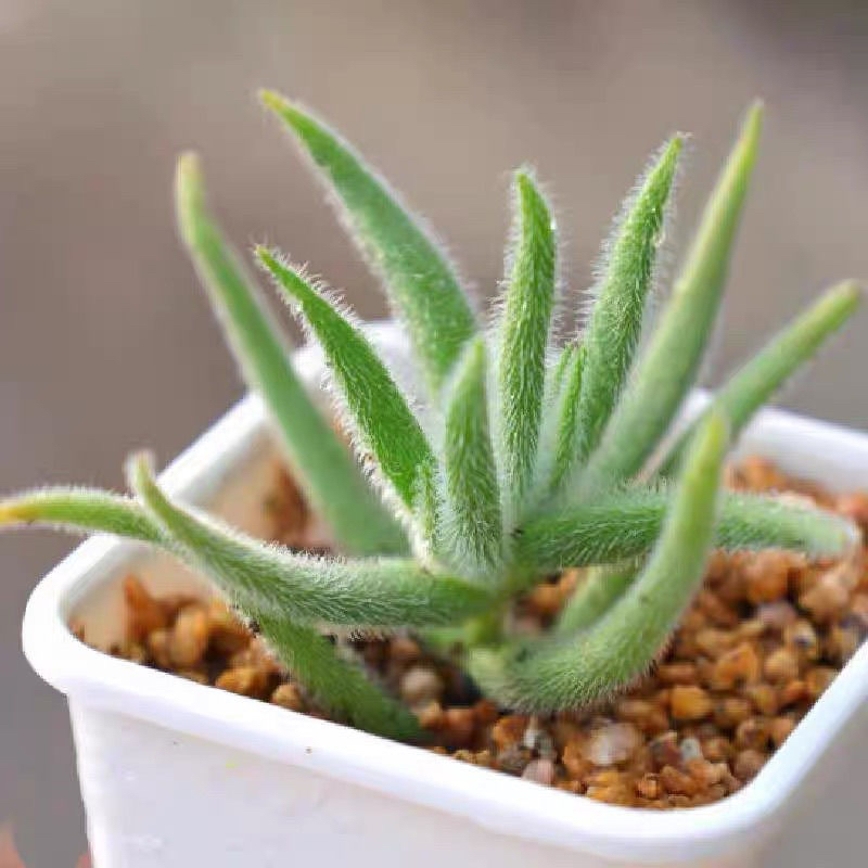 银狐之尾多肉植物 稀有奇趣毛茸茸 可爱奇异肉肉组合花卉盆栽