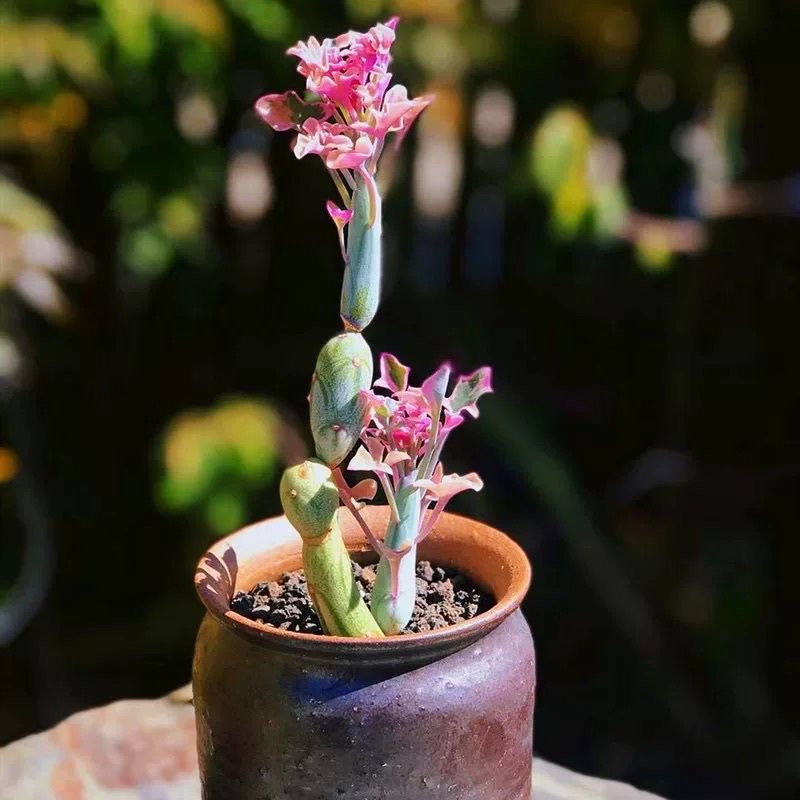 仙人笔多肉植物七宝树锦  稀有品种罕见贵货花卉天热休眠没有叶子