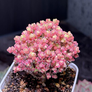 蜜橘糖球冰晶钻石米粒枝干番杏办公室盆栽阳台好养蜜橘糖球多肉