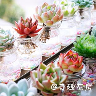 多肉植物水培组合盆栽水养肉肉植物懒人好养易活水培养套餐