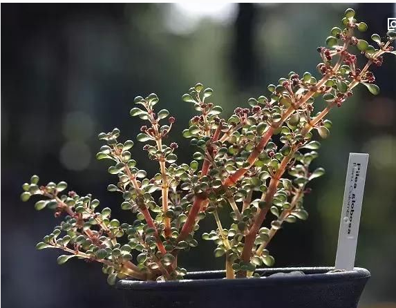 露镜 多肉植物老桩萌肉肉新手阳台防辐射办公室萌萌可爱植物