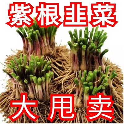 头茬新根韭菜根苗紫色韭菜根四季韭菜种根盆栽韭菜根阳台