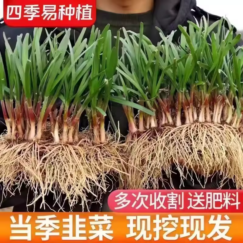 韭菜根苗现挖宽叶紫根韭菜苗紫红根四季阳台盆栽种菜籽绿色蔬菜苗