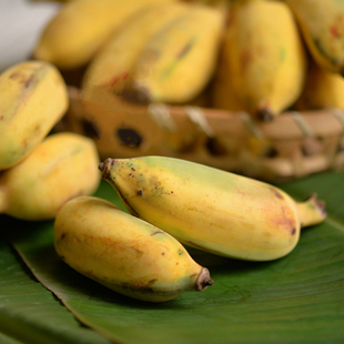 云南玉溪元江芭蕉农家自种绿色水果香蕉孕妇小孩新鲜水果5斤 包邮