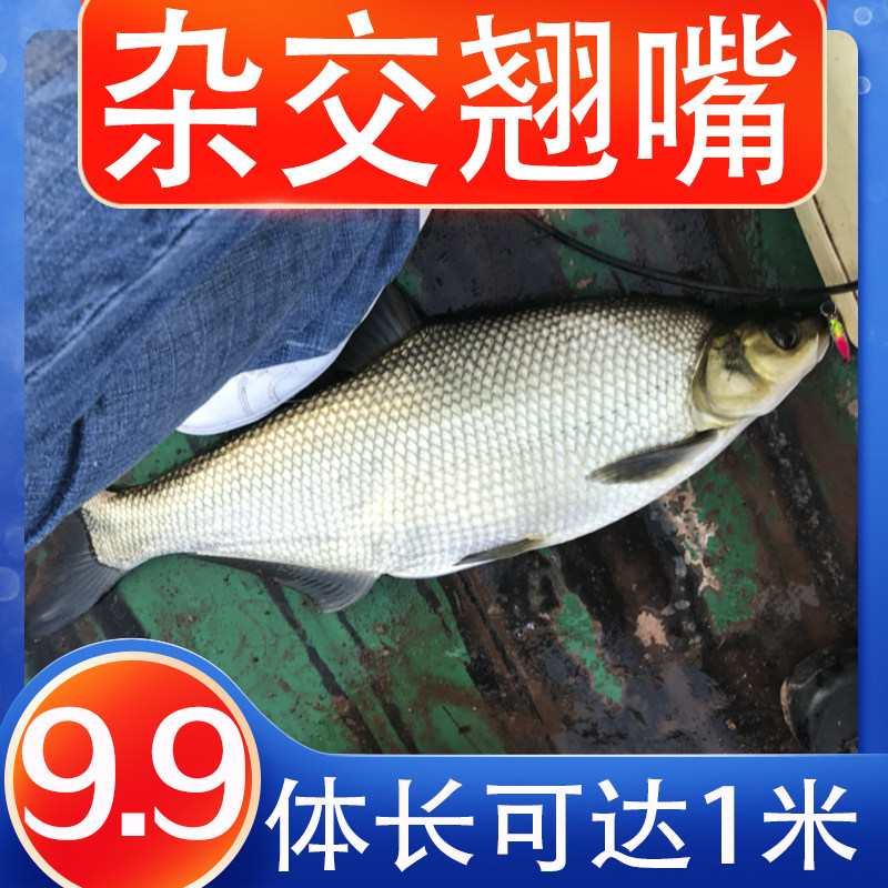 柳叶鳊鱼杂交扁鱼翘嘴白边鱼太湖鲂鲌冷淡水活体养殖食用好活鱼苗