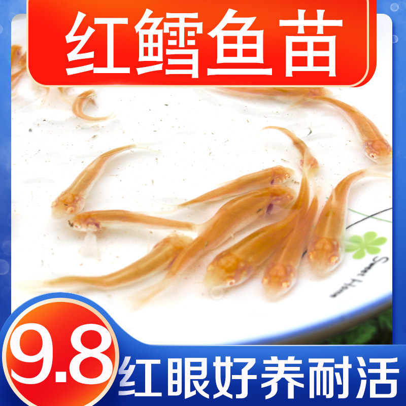 红眼鳕鱼赤目眼白子招龙赤目大鳞鲃鱼苗冷水观赏鱼养殖食用淡水鱼