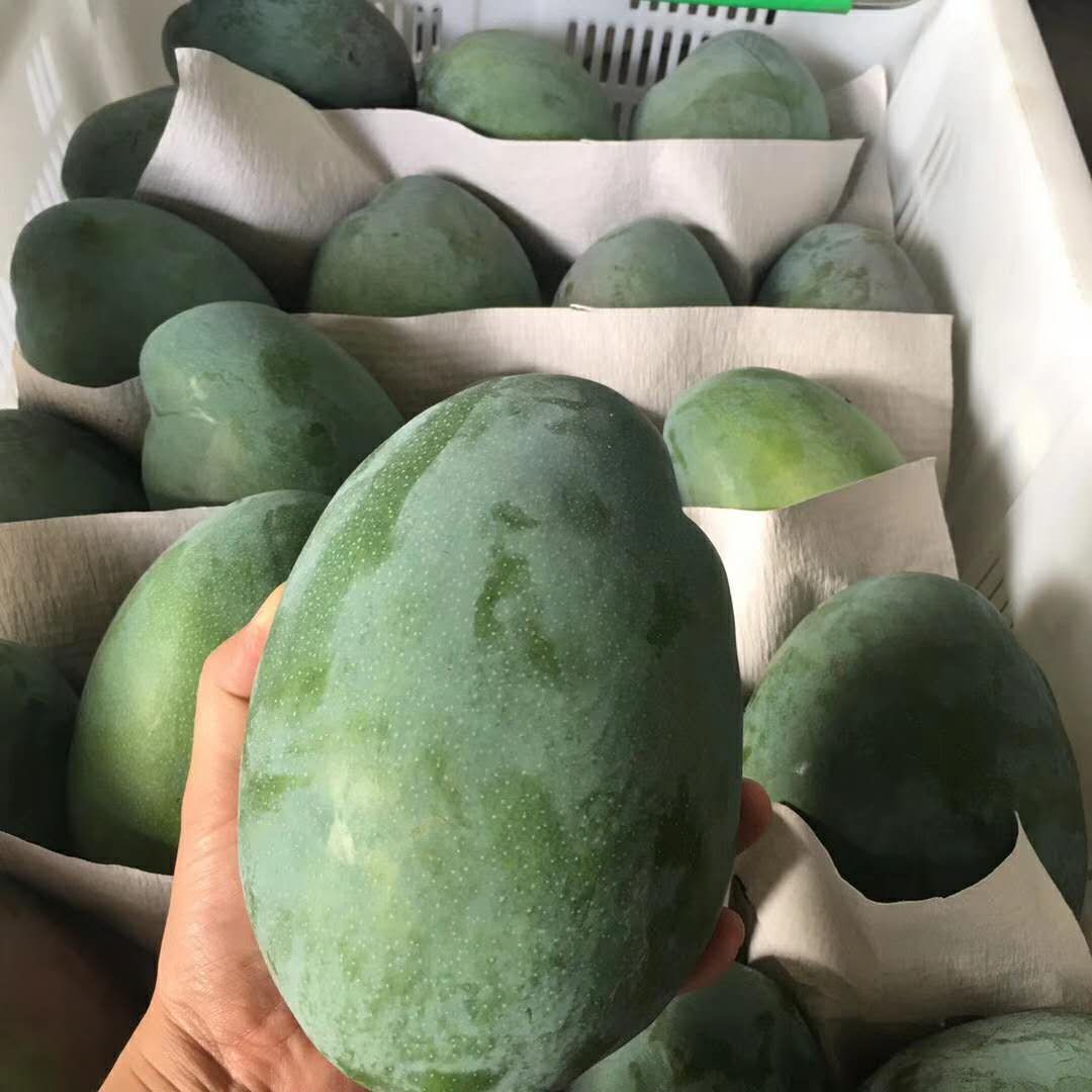 攀枝花凯特芒果10斤新鲜水果当季整箱忙果青皮大芒果特大包邮现货
