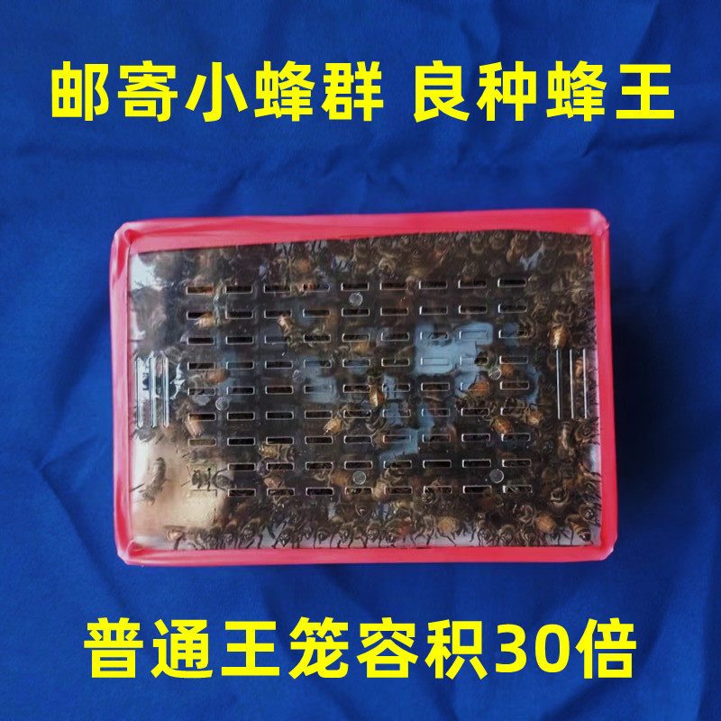 加大款笼蜂邮寄蜂王小蜂群蛋蛋群玩蜂中蜂意蜂蜜蜂运输试用包邮
