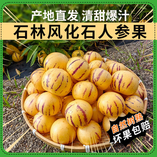 齿艿石林风化石人参果正宗树熟