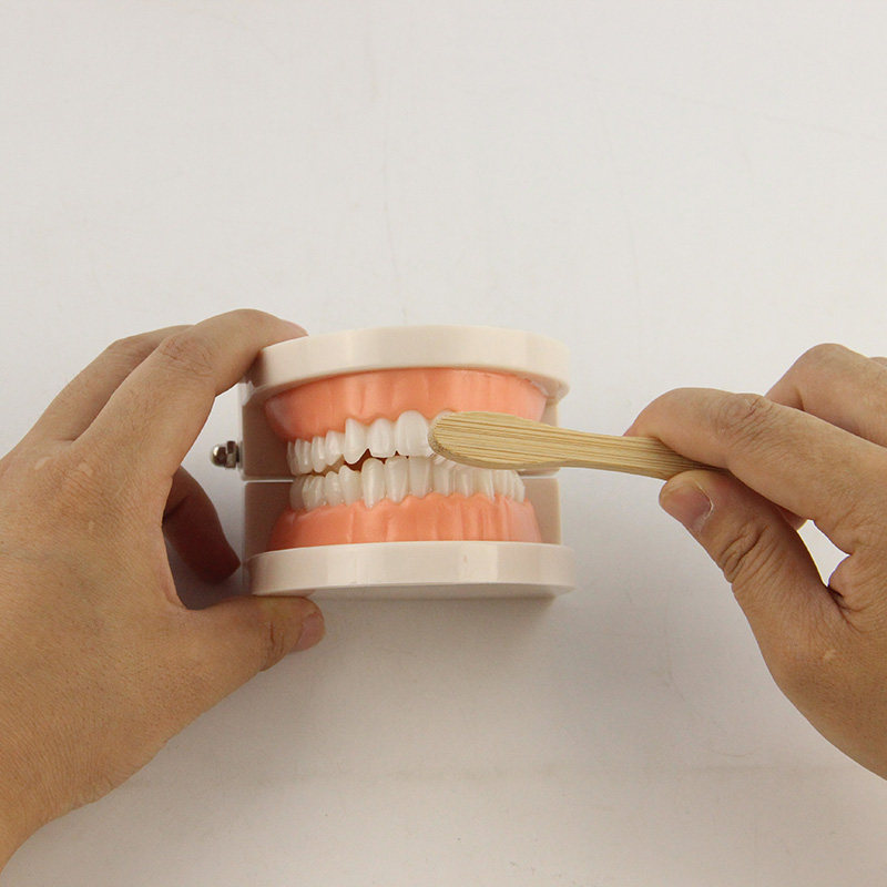 牙齿模型幼儿早教刷牙牙模标准两倍幼儿园教刷牙儿童宝宝口腔教学