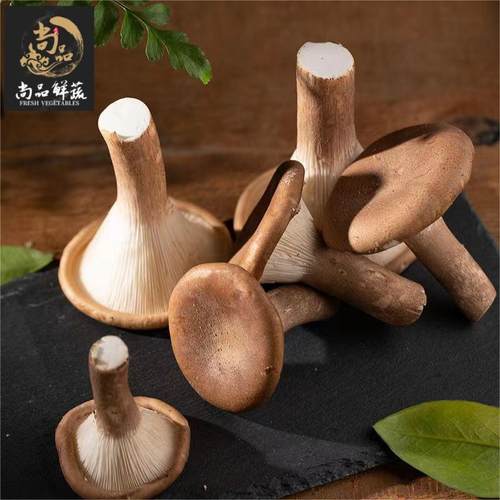 猪肚菇新鲜食用菌菇口感嫩滑