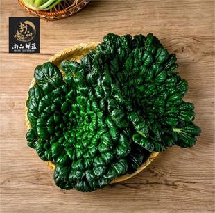 新鲜上海崇明乌塌菜塔菜菊花菜千叶菜青菜塔苦菜产地直销火锅配菜