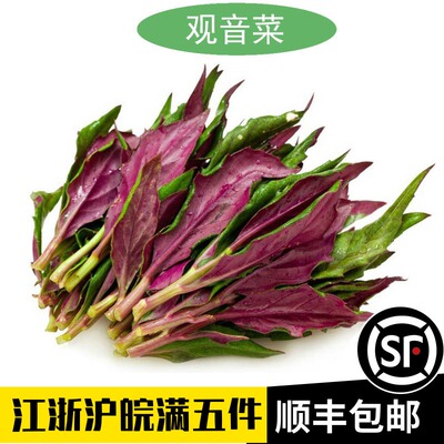 新鲜当季紫贝天葵血皮菜菜红背菜