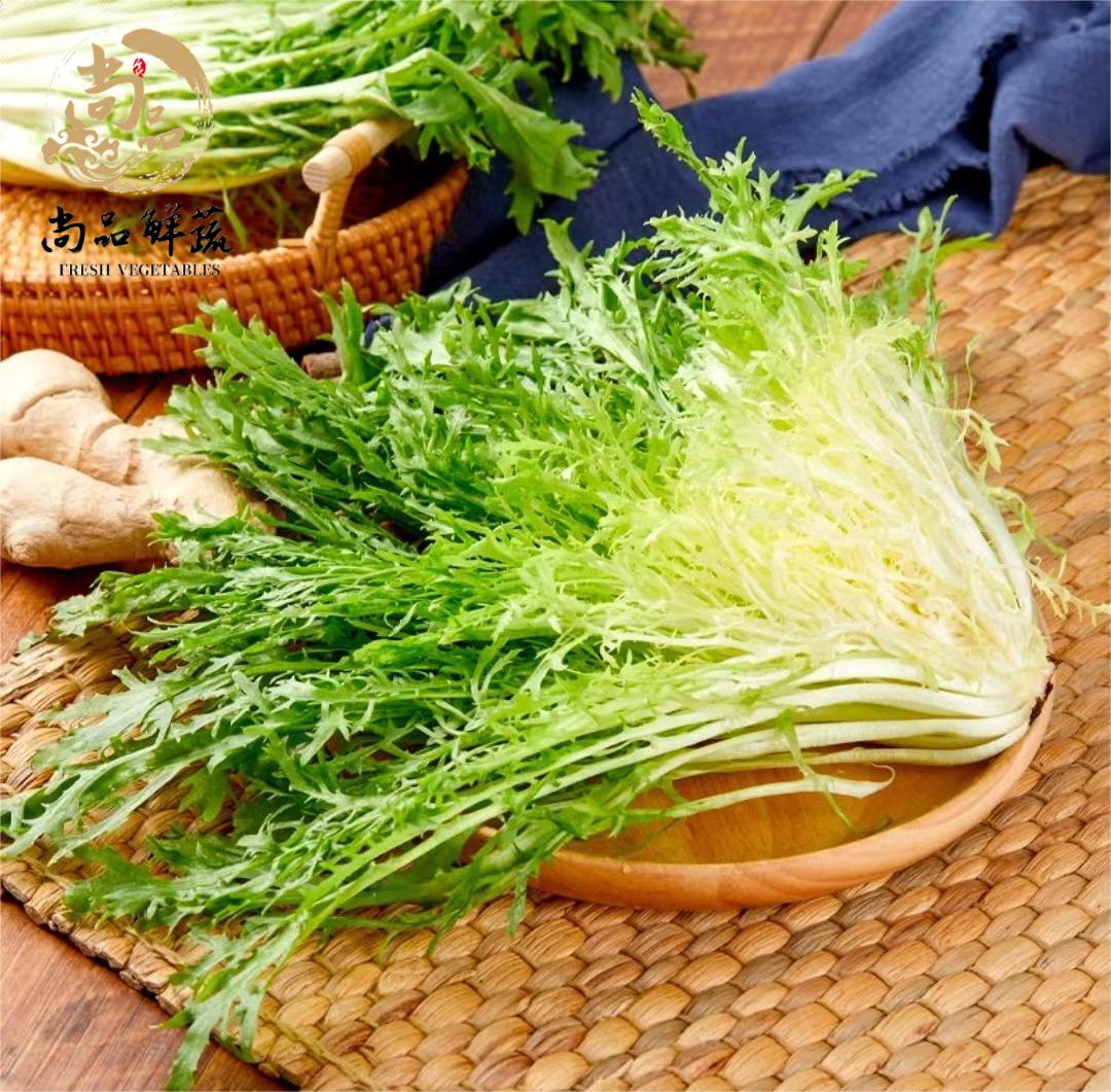 苦菊新鲜沙拉蔬菜苦菊菜