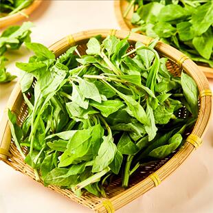 新鲜枸杞头 枸杞叶 春菜时令超嫩枸杞菜 无老杆产地直发多省包邮