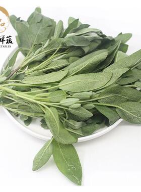 鼠尾草新鲜西餐香料香草南丹参德国Horeca快乐鼠尾草sage五件包邮