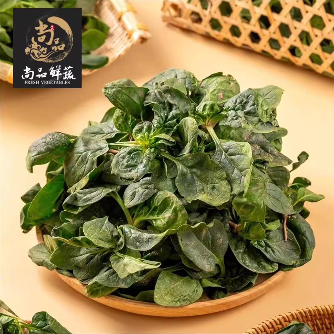 崇明新鲜小菠菜趴地菠菜火锅蔬菜