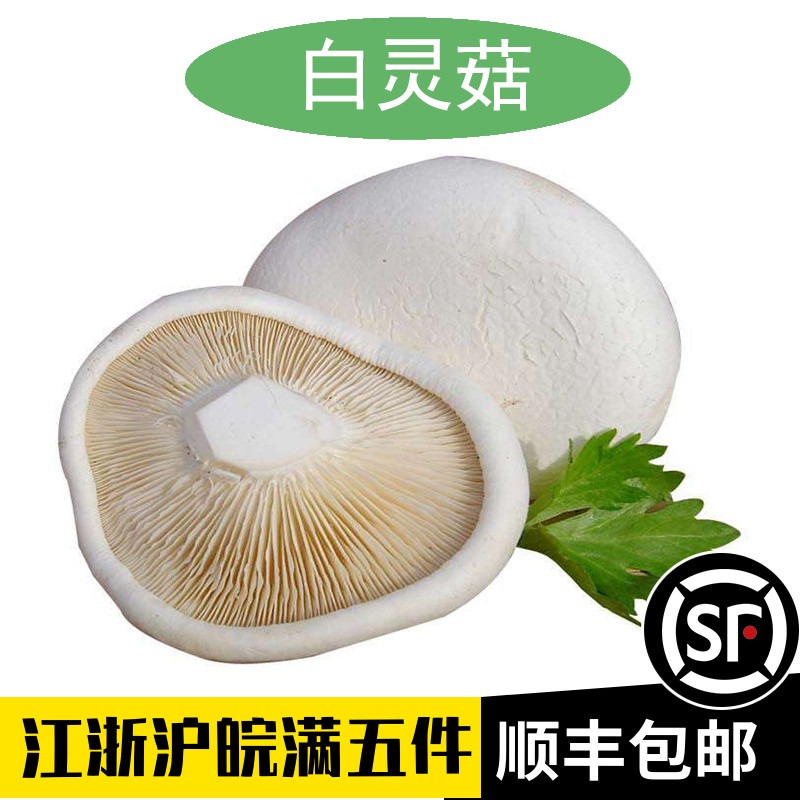 新鲜白灵菇百灵菇鲜百灵芝菇