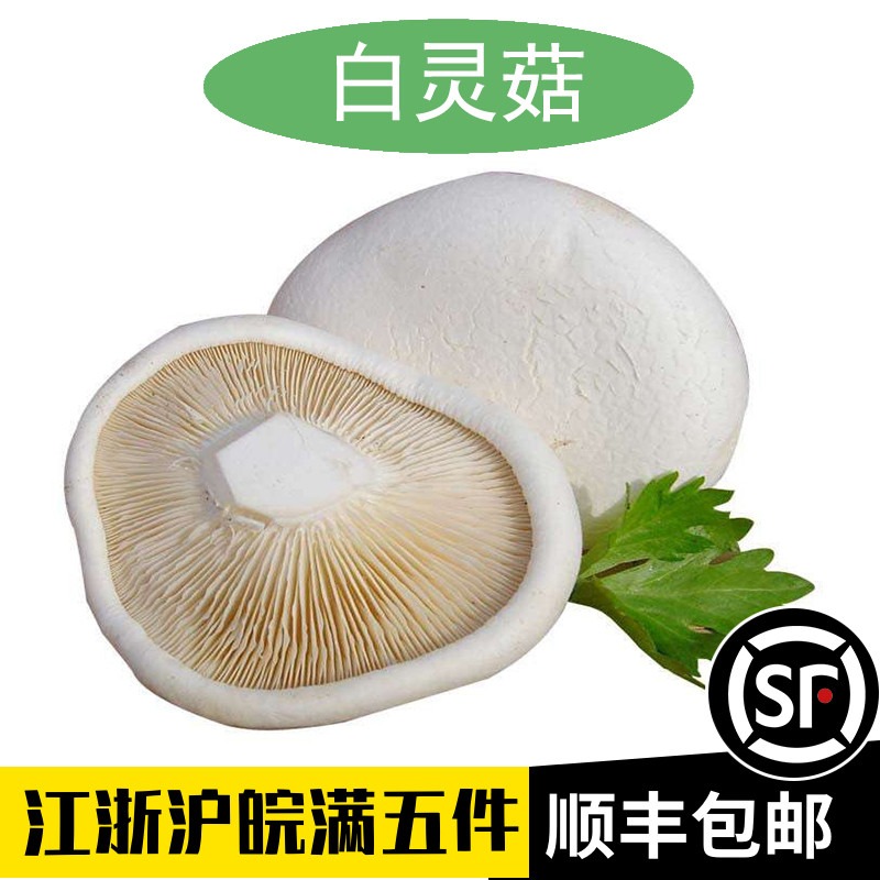 新鲜白灵菇百灵菇非干货500g装Pleurotus nebrodensis鲜百灵芝菇 水产肉类/新鲜蔬果/熟食 新鲜松茸/菌菇 原图主图