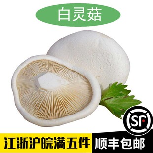 新鲜白灵菇百灵菇非干货500g装Pleurotus nebrodensis鲜百灵芝菇