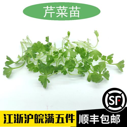 新鲜芹菜苗西餐点缀摆盘装饰沙拉