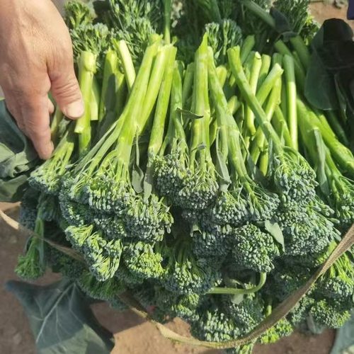 宁夏甜杆西兰苔西蓝苔清甜脆嫩
