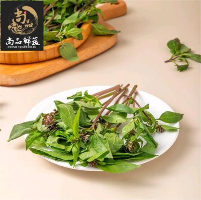 九层塔新鲜食用冬阴功汤增香提味